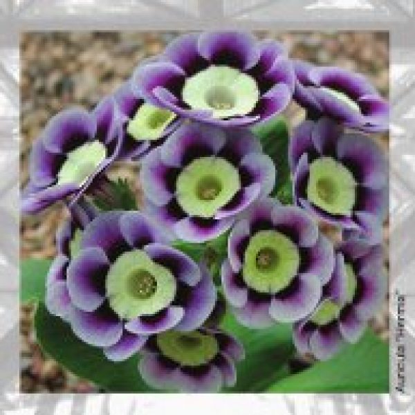 The Living Symbol suffocated by dead metaphors: an experiment in reviving the language of Jung on religion