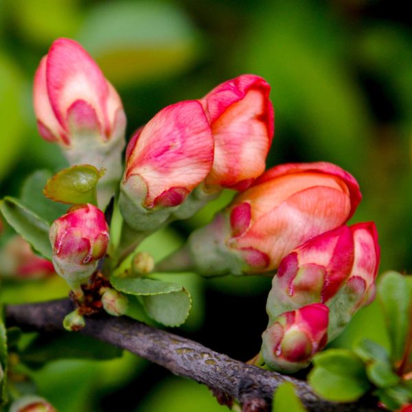 “Too Humble is Half Proud” (Yiddish Saying)