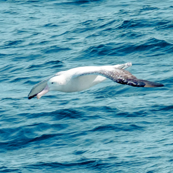 The Crime of the Ancient Mariner