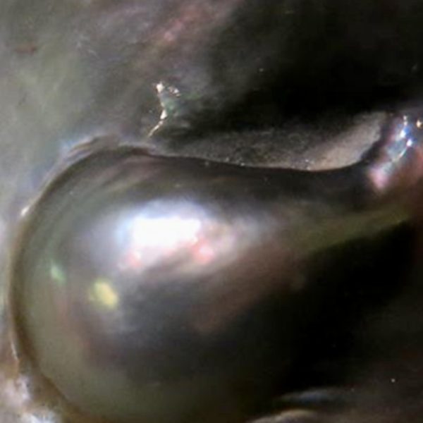 Spring Conference – The Lightness of Being: Jung, Neuroscience and Self-Regulation – IN PERSON